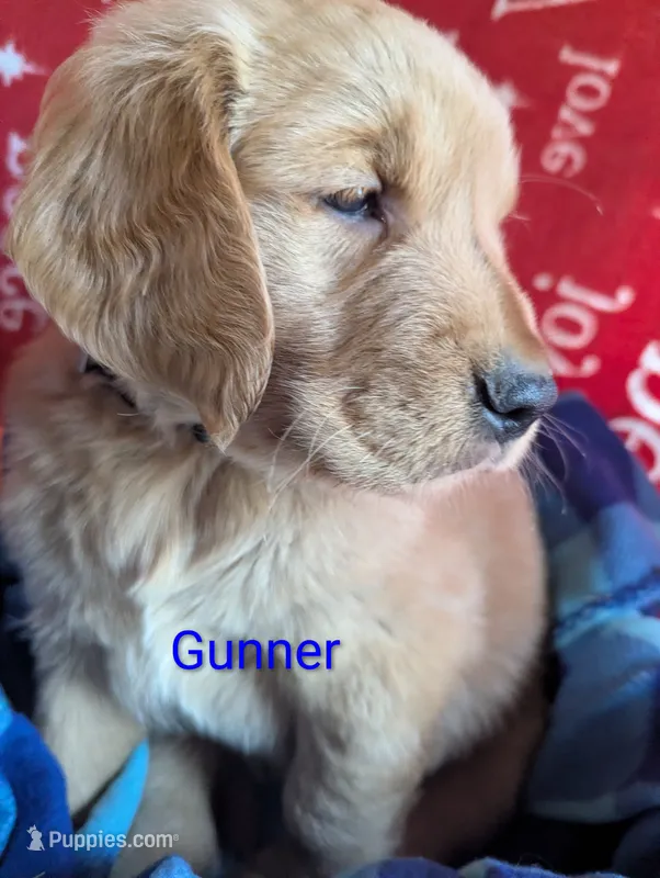 Gunner – Golden Retriever puppy for sale in Walnut Grove, MN