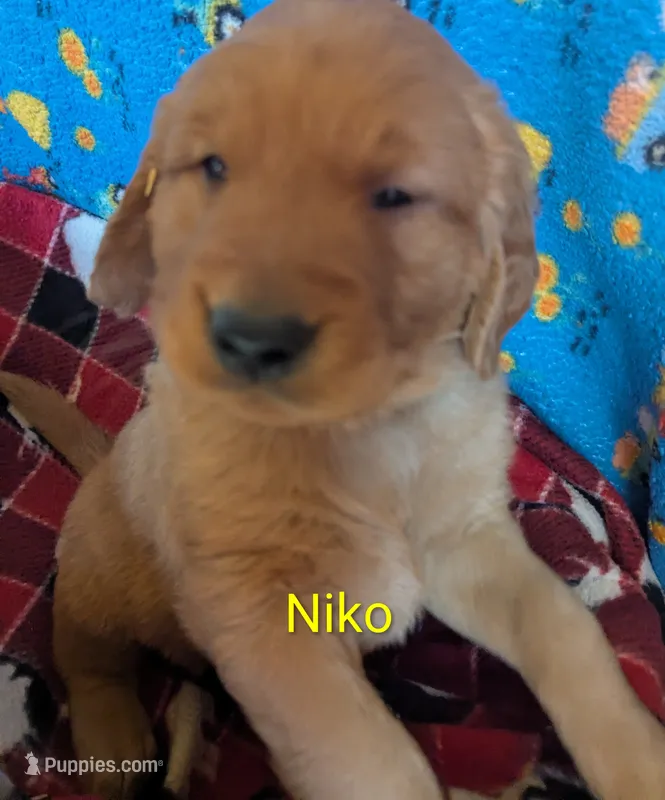 Cooper – Golden Retriever puppy for sale in Walnut Grove, MN