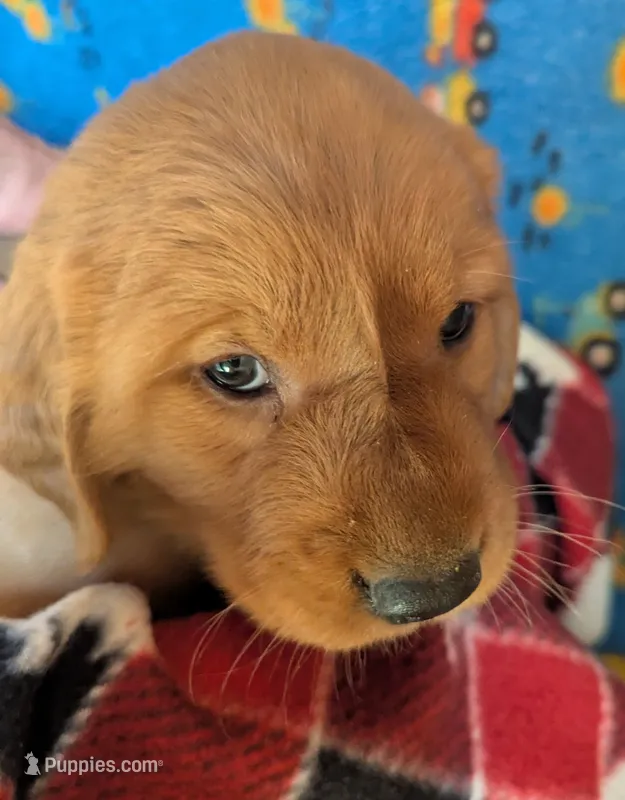 Buster – Golden Retriever puppy for sale in Walnut Grove, MN