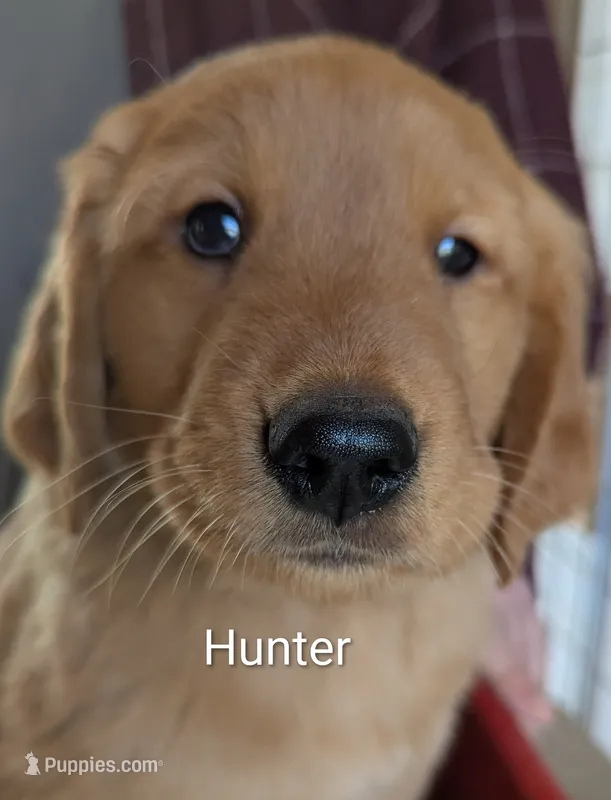 Hunter – Golden Retriever puppy for sale in Walnut Grove, MN