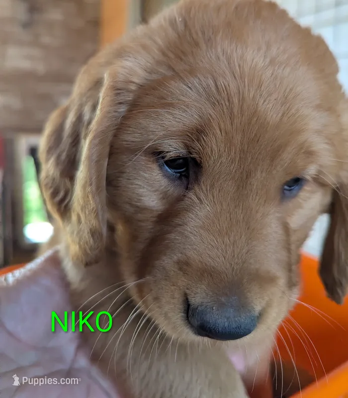 Niko – Golden Retriever puppy for sale in Walnut Grove, MN