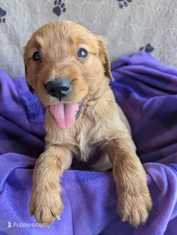 Penny – Golden Retriever puppy for sale in Walnut Grove, MN