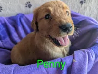 Penny, a female Golden Retriever for sale in Walnut Grove, MN – Photo 3 of 4