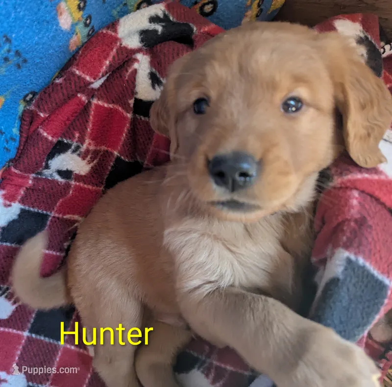 Hunter – Golden Retriever puppy for sale in Walnut Grove, MN