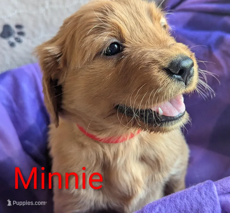 Minnie – Golden Retriever puppy on hold in Walnut Grove, MN