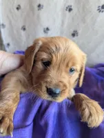 Minnie, a female Golden Retriever for sale in Walnut Grove, MN – Photo 2 of 2