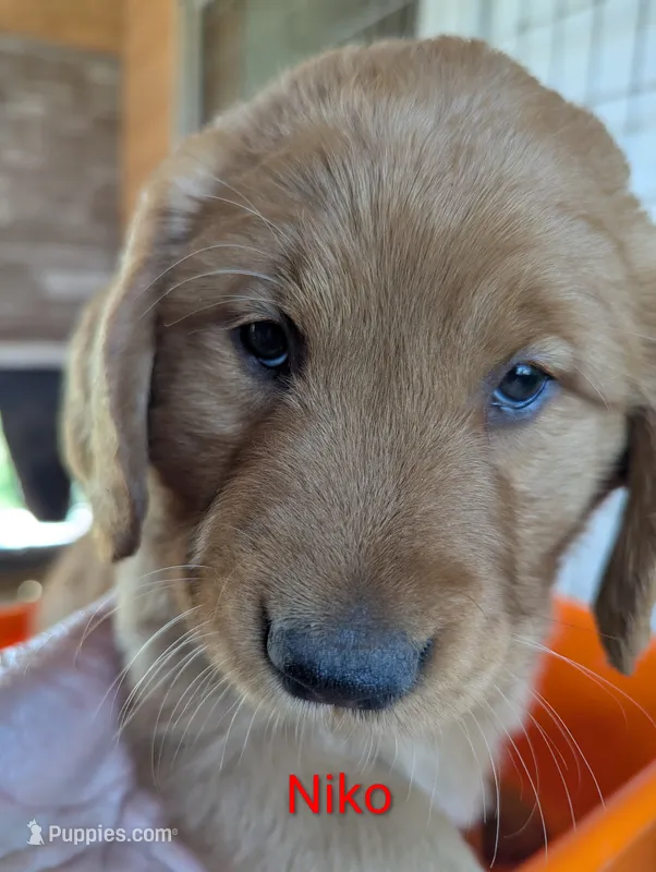 Niko – Golden Retriever puppy for sale in Walnut Grove, MN