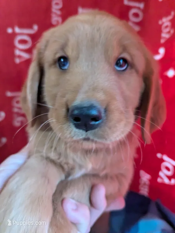 Hunter – Golden Retriever puppy for sale in Walnut Grove, MN