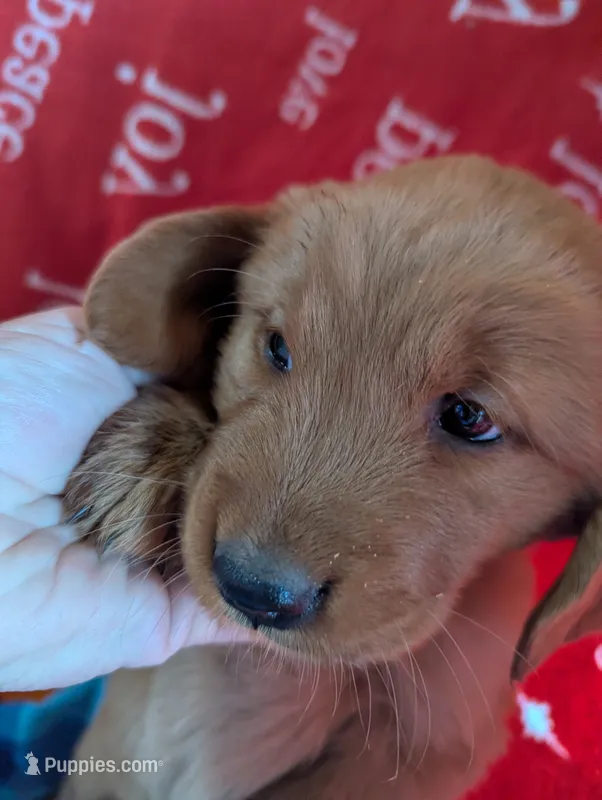 Niko – Golden Retriever puppy for sale in Walnut Grove, MN