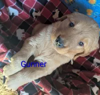 Gunner, a male Golden Retriever for sale in Walnut Grove, MN – 2 of 2