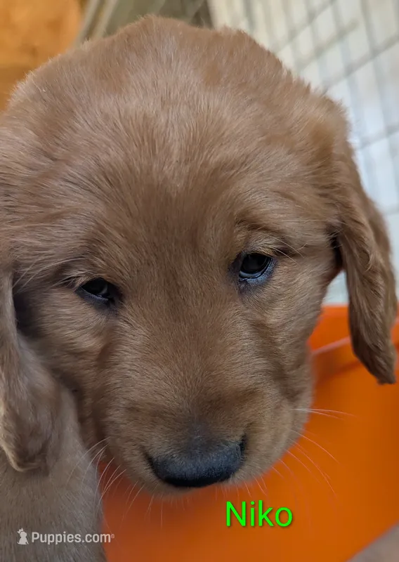 Niko – Golden Retriever puppy for sale in Walnut Grove, MN