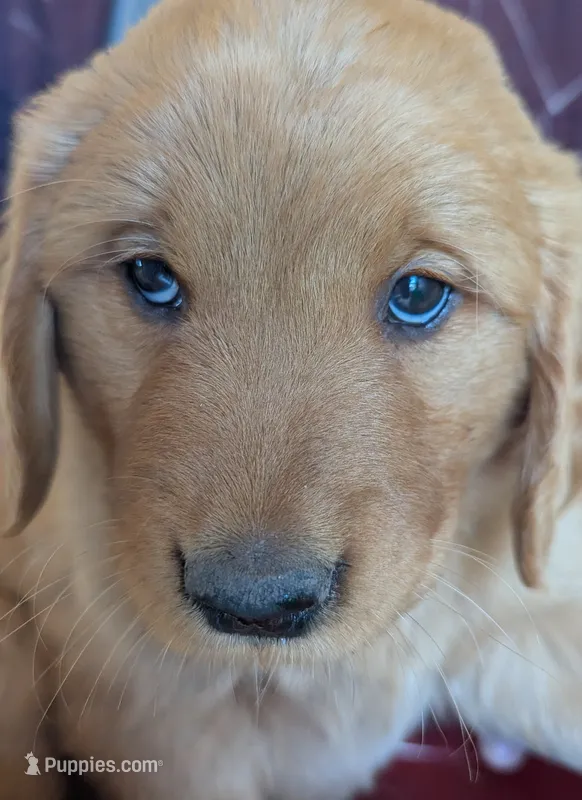 Cooper – Golden Retriever puppy for sale in Walnut Grove, MN