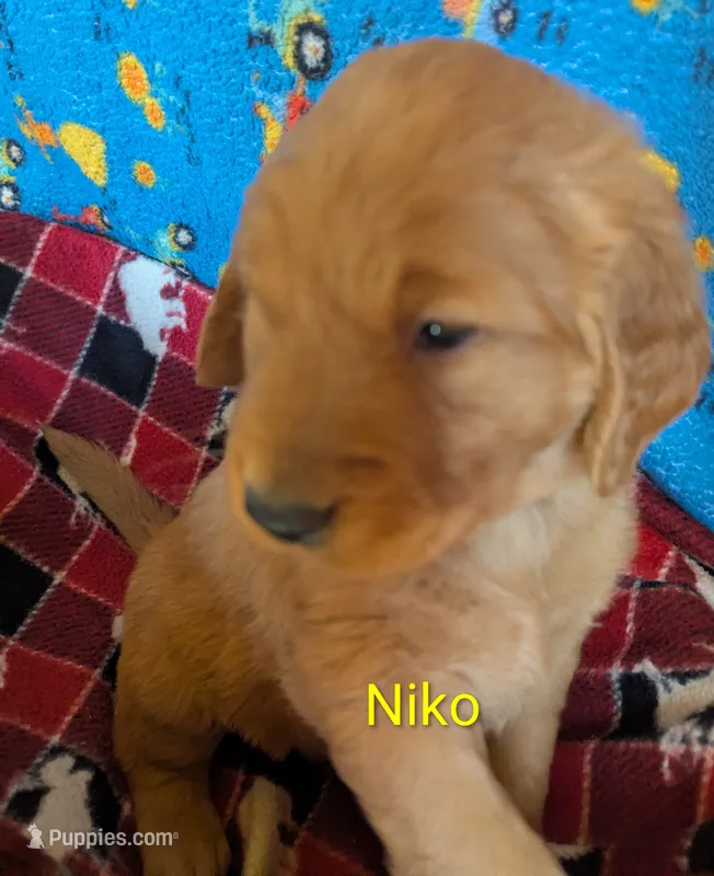 Niko – Golden Retriever puppy for sale in Walnut Grove, MN