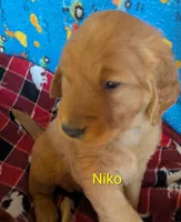 Niko, a male Golden Retriever for sale in Walnut Grove, MN – 1 of 2