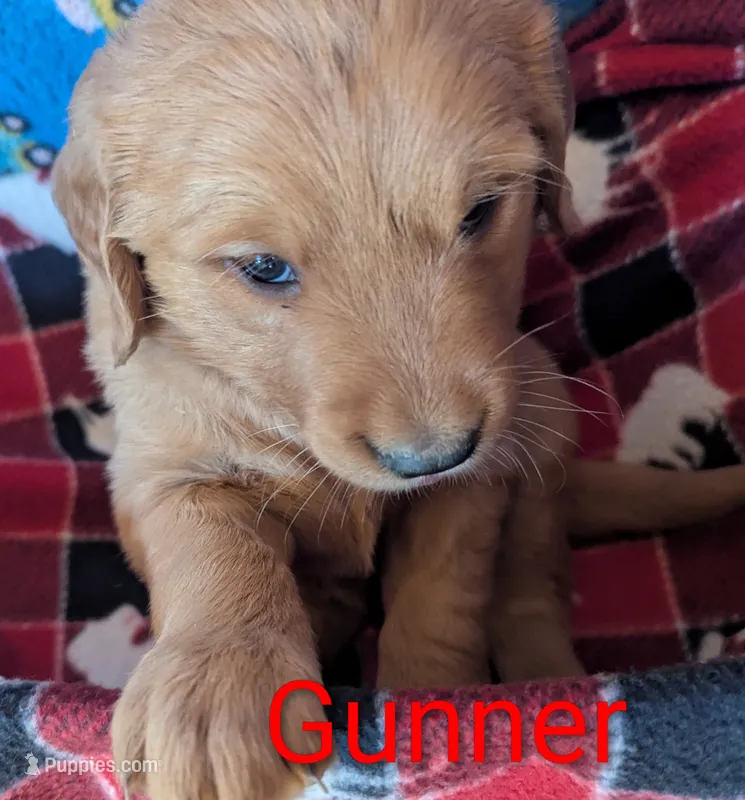 Gunner – Golden Retriever puppy for sale in Walnut Grove, MN