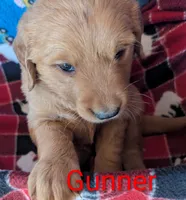 Gunner, a male Golden Retriever for sale in Walnut Grove, MN – 1 of 2