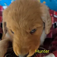 Hunter, a male Golden Retriever for sale in Walnut Grove, MN – 2 of 2