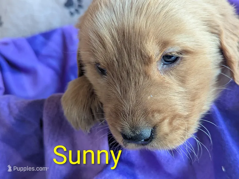Sunny – Golden Retriever puppy for sale in Walnut Grove, MN