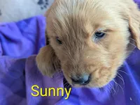 Sunny, a female Golden Retriever for sale in Walnut Grove, MN – Photo 1 of 2