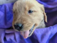 Sunny, a female Golden Retriever for sale in Walnut Grove, MN – Photo 2 of 2
