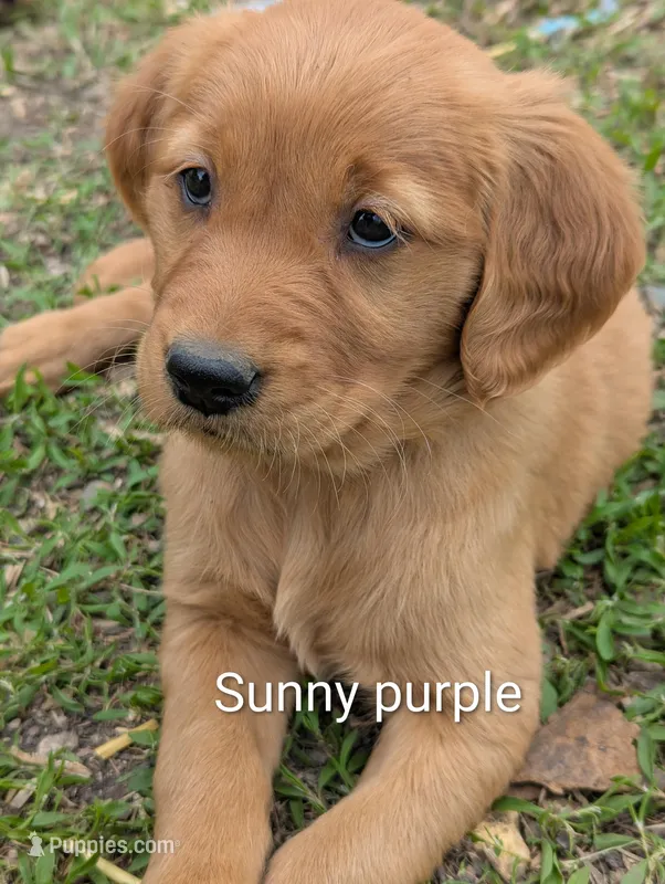 Sunny – Golden Retriever puppy for sale in Walnut Grove, MN