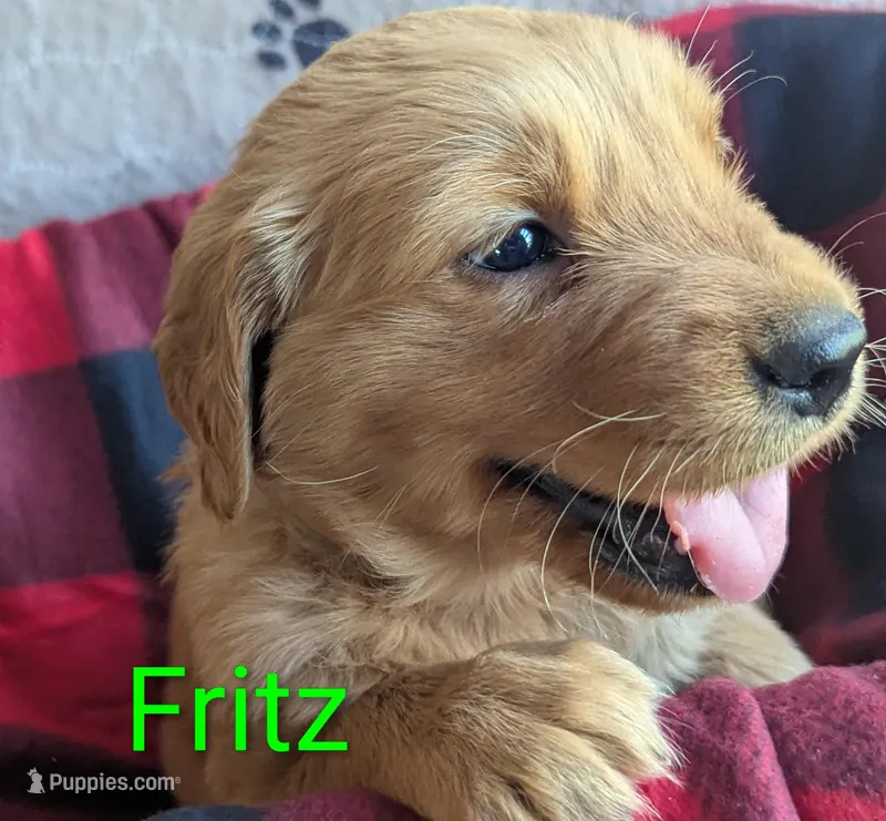Fritz – Golden Retriever puppy for sale in Walnut Grove, MN