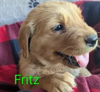 Fritz, a male Golden Retriever for sale in Walnut Grove, MN – Photo 1 of 2