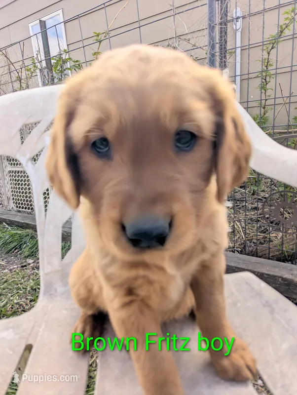 Fritz – Golden Retriever puppy for sale in Walnut Grove, MN