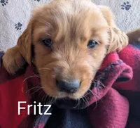 Fritz, a male Golden Retriever for sale in Walnut Grove, MN – Photo 2 of 2