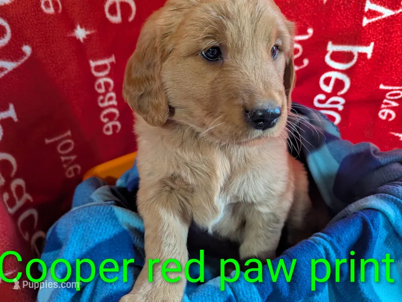Cooper – Golden Retriever puppy for sale in Walnut Grove, MN