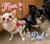 Baby Yoda, a male Chihuahua for sale in Mansfield, TX – 4 of 4