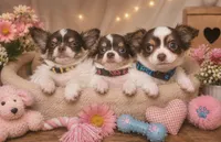 Princess Leia, a female Chihuahua for sale in Mansfield, TX – 3 of 4