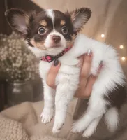Princess Leia, a female Chihuahua for sale in Mansfield, TX – 2 of 4