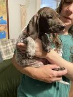 Blue, a female German Rough-haired Pointer for sale in Indianapolis, IN – 1 of 1
