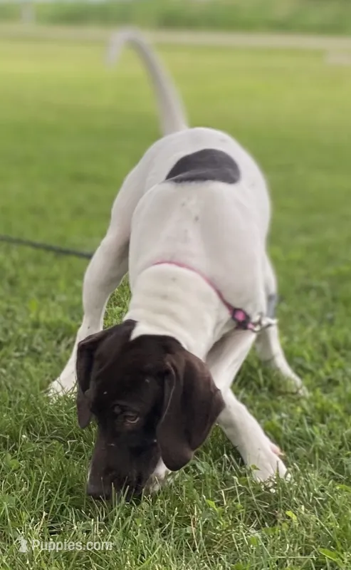 Apple – German Shorthaired Pointer puppy for sale in Butler, IN
