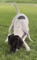 Apple, a female German Shorthaired Pointer for sale in Butler, IN – 1 of 1