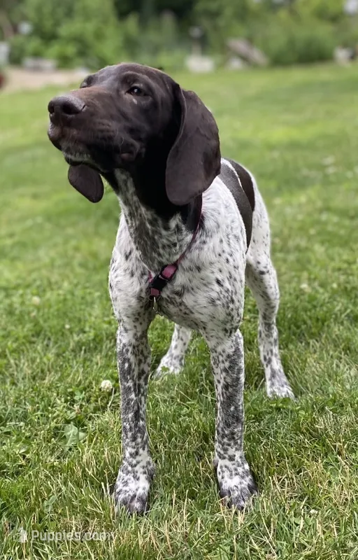 Bird – German Shorthaired Pointer puppy for sale in Butler, IN