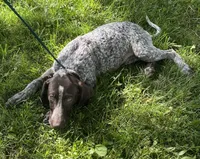 Posey, a female German Shorthaired Pointer for sale in Butler, IN – 1 of 1