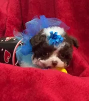 GIZMO, a male Maltipoo for sale in Terrell, TX – Photo 6 of 6