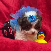 GIZMO, a male Maltipoo for sale in Terrell, TX – Photo 5 of 6