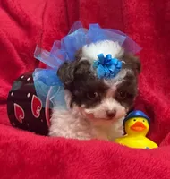 GIZMO, a male Maltipoo for sale in Terrell, TX – Photo 5 of 6