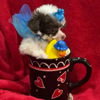 GIZMO, a male Maltipoo for sale in Terrell, TX – Photo 4 of 6