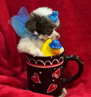 GIZMO, a male Maltipoo for sale in Terrell, TX – Photo 4 of 6
