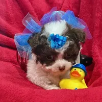 GIZMO, a male Maltipoo for sale in Terrell, TX – Photo 2 of 6