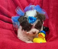 GIZMO, a male Maltipoo for sale in Terrell, TX – Photo 2 of 6