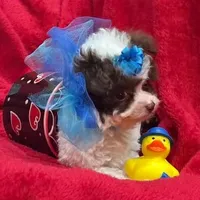 GIZMO, a male Maltipoo for sale in Terrell, TX – Photo 3 of 6