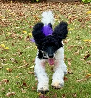 processed/4b77beef-6f81-4867-85e9-06617b6a19db/listing/21a52c79-3a1a-4cc1-ac8d-ffd3592e7052/21de8c00-d592-4bfa-8c5e-8fd6ac09fc69