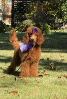 processed/4b77beef-6f81-4867-85e9-06617b6a19db/listing/58366fbf-5563-46c9-ace7-22f938ba533b/40ce9f04-17be-43fd-bd4a-912c057ddf08