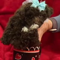 GATSBY, a male Maltipoo for sale in Terrell, TX – Photo 2 of 4