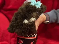 GATSBY, a male Maltipoo for sale in Terrell, TX – Photo 2 of 4